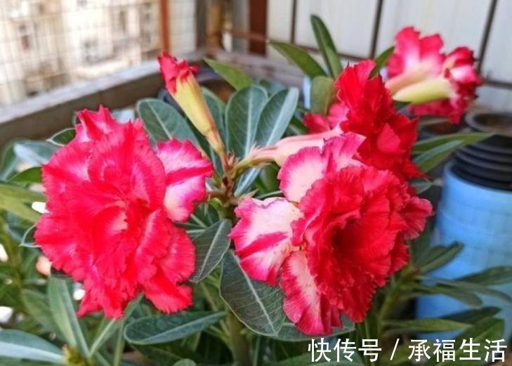 虹彩石|5种花懒人花,好养易活不易生病,有阳光就爆盆