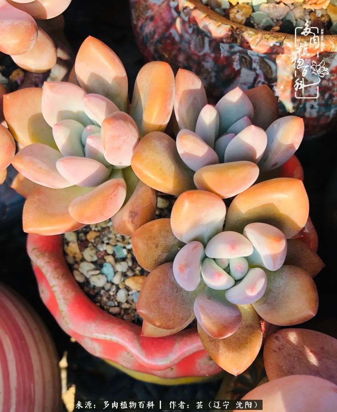 血罗|万物皆有灵性，一年四季有多肉陪伴真好！