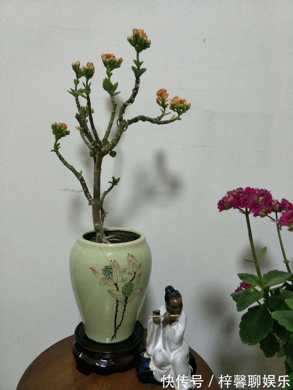 盆栽|长寿花变“盆景”更好看，学会“6个字”，轻松养成老桩，开花多