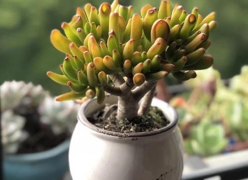 居家盆栽多肉，想选“招财树”养这3款，名字里带财