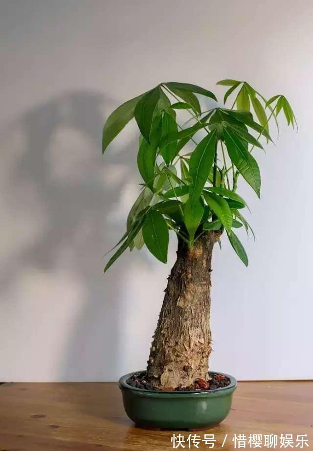 发财树叶子落光快死了别担心，只要简单几招就能生机勃勃