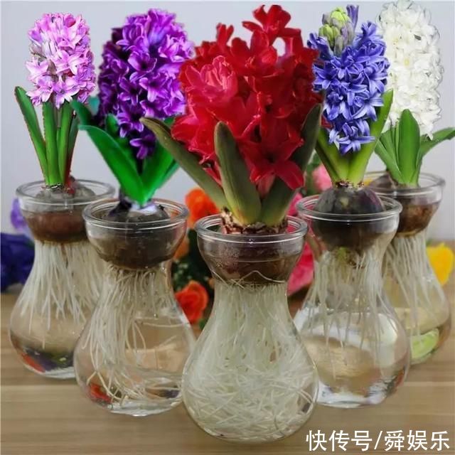 风信子开完花不要扔，这么做来年照样开花