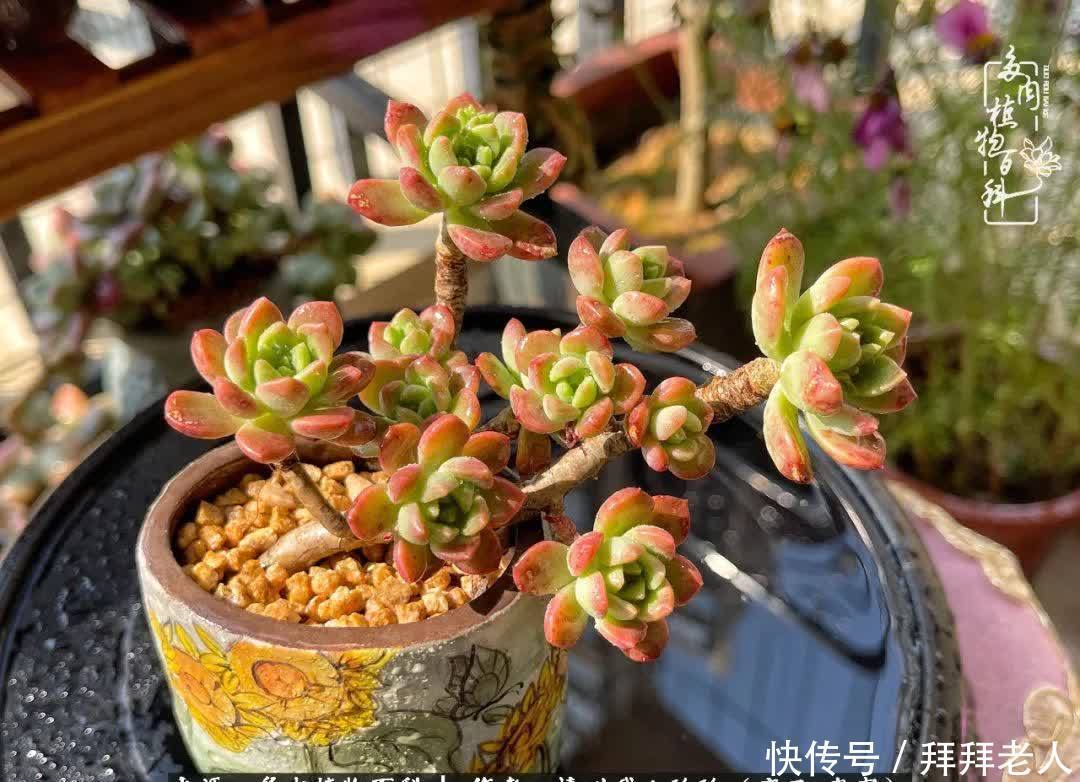 多肉与我,不负时光韶华!