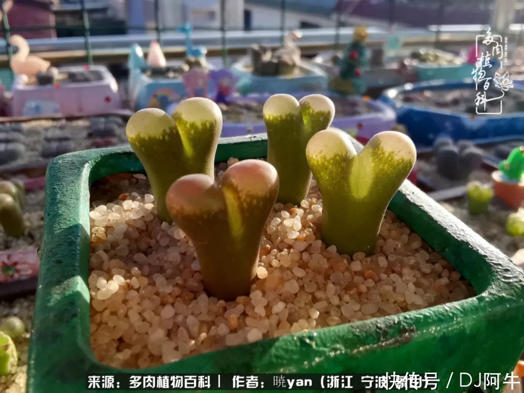 入多肉坑八年,始于初心,一切但求无愧于心