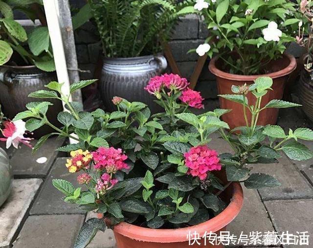 不宜|不宜养在家中室内的8种花,再美也别养,如果有快搬出去