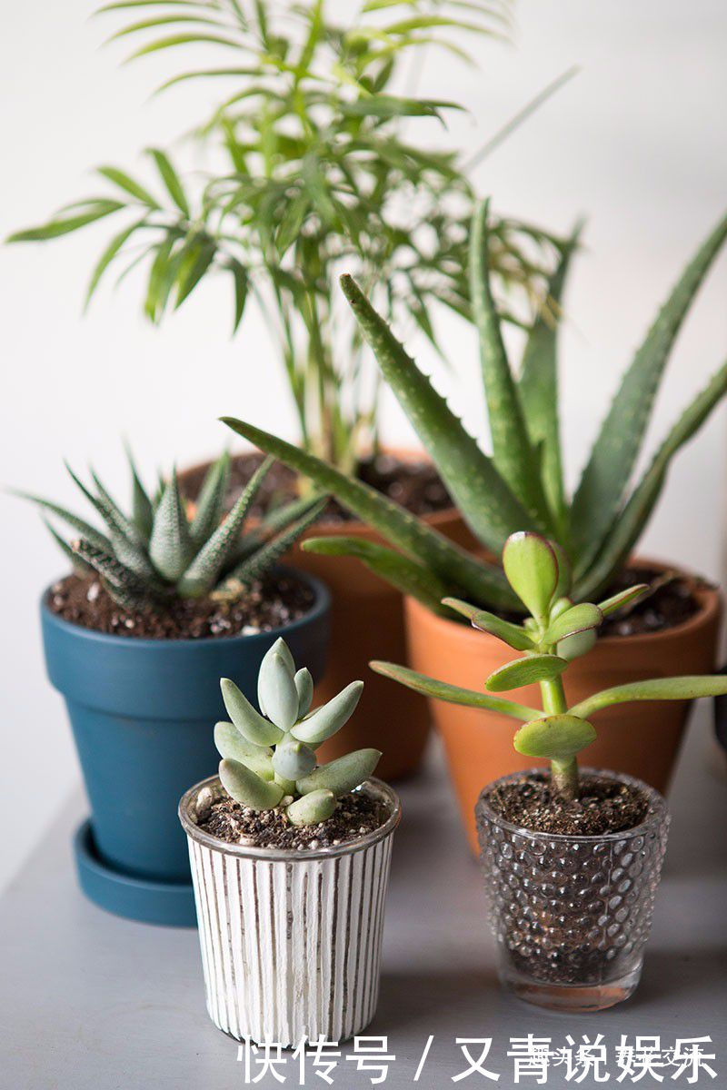 养花10多年总结的室内养花技巧,让新手也能养好花,避免叶黄