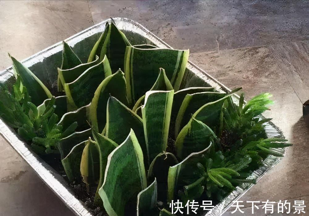 新芽|4种花真强悍，1片叶子就能繁殖出新植株，养两年成大户