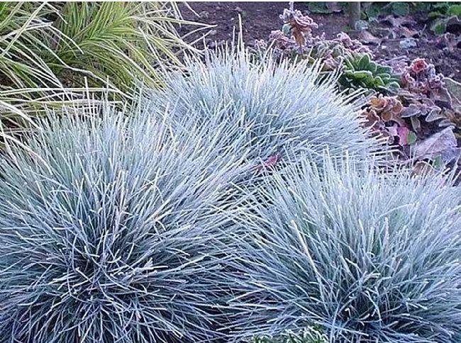 太美了这些草比花还漂亮,第一种就迷倒很多人