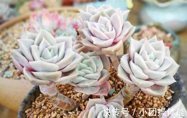 曾经贵到令人咋舌,且株型似玫瑰的可爱玫瑰多肉你现在还在养吗!