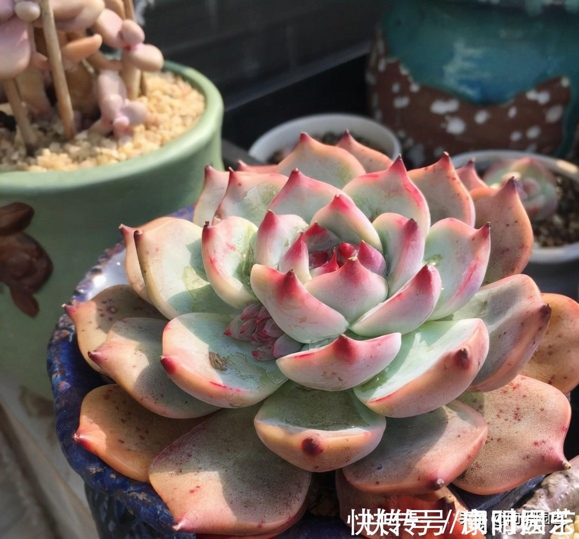 多肉好看不好养,想要养好它!“先要有环境,后要有技术”