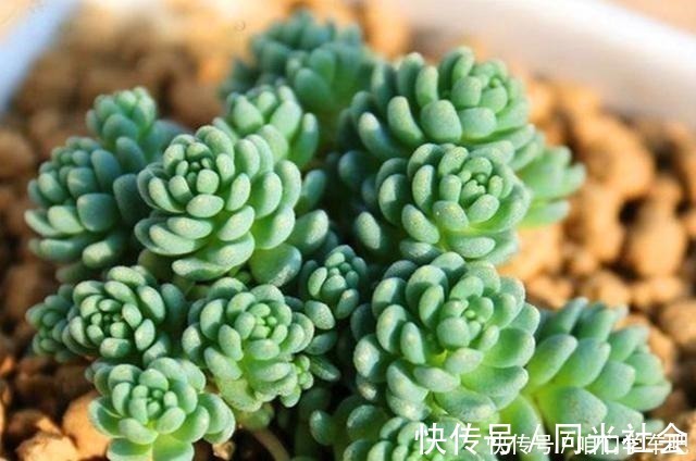 家养|多肉植物里的“六大美人”,我家养了几棵,有些确实难养!