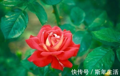 松树皮|捡拾2种树皮回来养花,花盆里埋1点,不烂根、不黄叶,长的旺