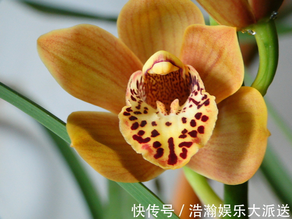 典雅|此花寓意是高贵雍容,给人一种优美典雅的气质,象征着丰盛祥和