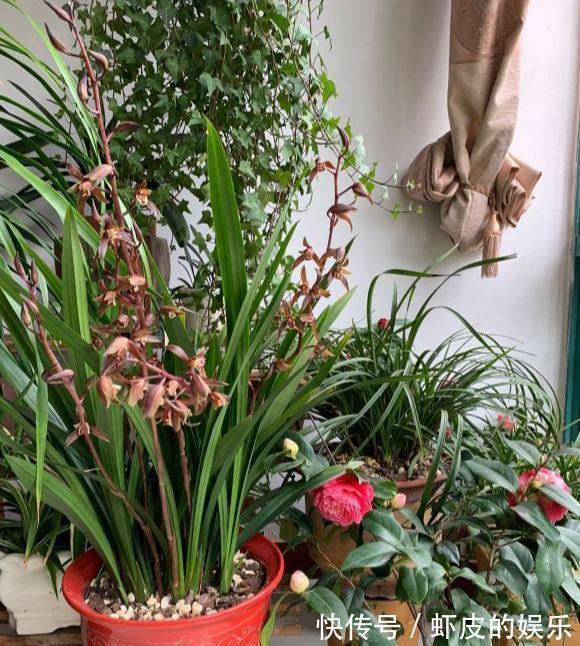 冬天养墨兰5个“小方法”,花箭窜到一米高,春节开成“报岁兰”