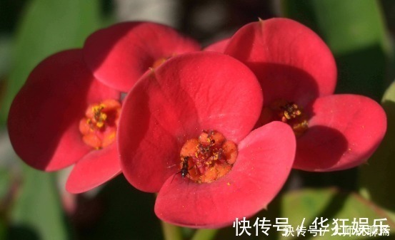 养花|养花就养“它”，比绿萝好养，四季开花，花色多，一盆能养一辈子