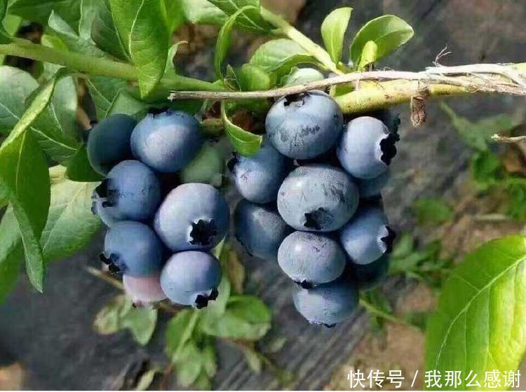 好食物吃出好身体,3种食物不可少,降压降脂,有益健康