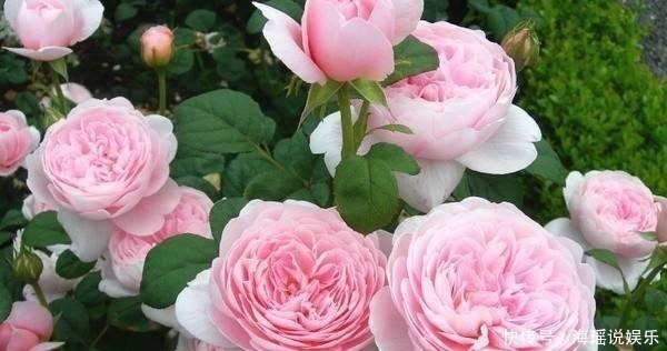 枝叶|家庭养花病虫害怎么办知道几个妙招,枝叶挺拔翠绿,不再生虫!