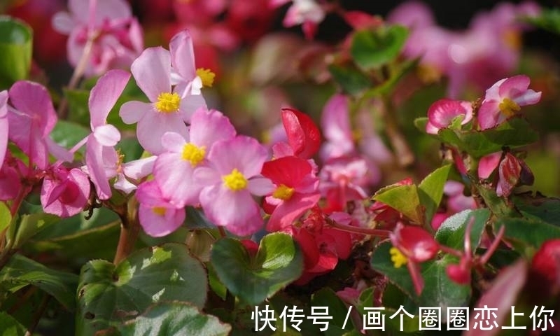 养护|四季海棠烂根还有救吗?教你3种挽救小妙招,让根部“起死回生”