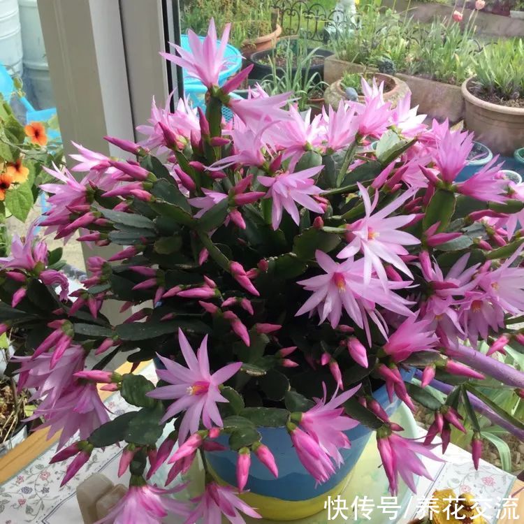 8种小众的垂盆花卉,小巧且可爱,朝东的窗台上可悬挂几盆