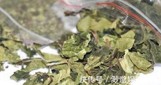 罂粟|这种植物是醒脑圣药，但却也是“新型罂粟”，很多人竟然当蔬菜吃