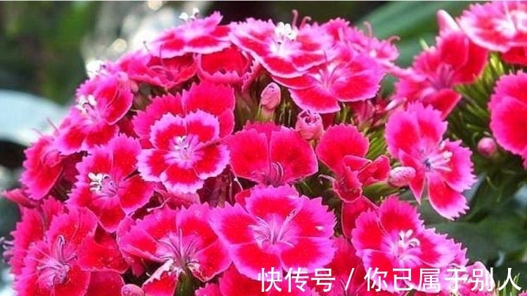 3种花是爆盆“能手”,开起花来“拦”不住,被称为开花机器