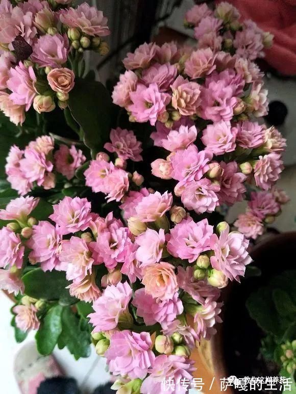 发酵|老花匠:扔4种“东西”,就是扔钱,比花肥还好用,不花钱!