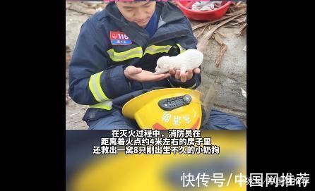 搜救犬|消防员从火场中救出8只小奶狗，网友:可以培养成搜救犬
