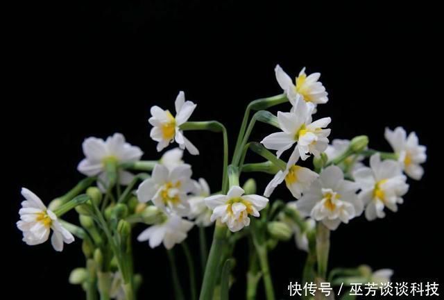  水仙花|水仙花徒长太高易倒伏怎么办喷喷矮壮素，水仙矮壮开花比碗大