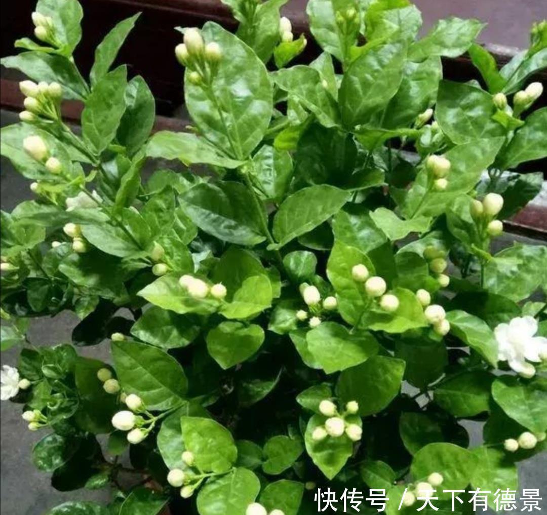 枝头|茉莉只长枝条不开花，记住3个养护小技巧，枝头开满花朵