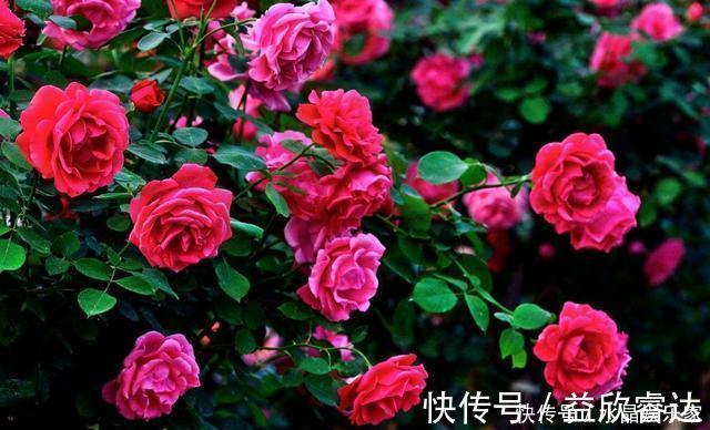 修剪|扦插月季只需做“2点”,生根快,易成活,长出新芽,直接开爆盆