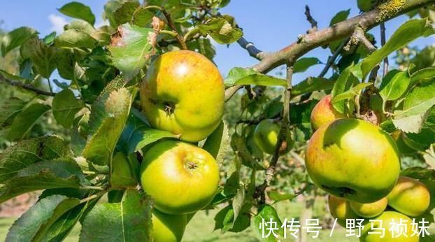 牛油果|五种常见美食,或是发胖的“帮凶”,若你爱吃,难怪越来越圆润