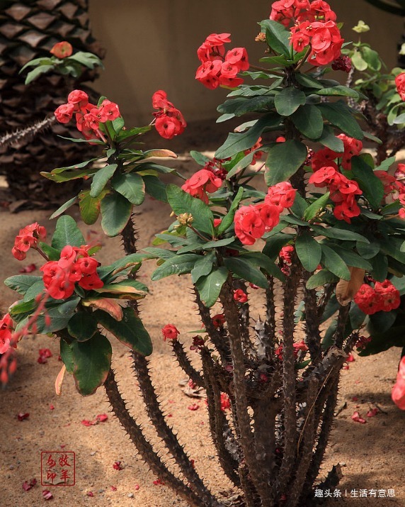此花,晒不死,旱不死,药用价值高,扦插易活,花开爆盆360天