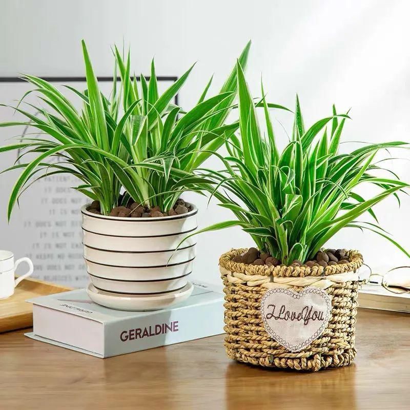 冬天必养的4种花,个个都能清新空气,家里养一盆,典雅又大方