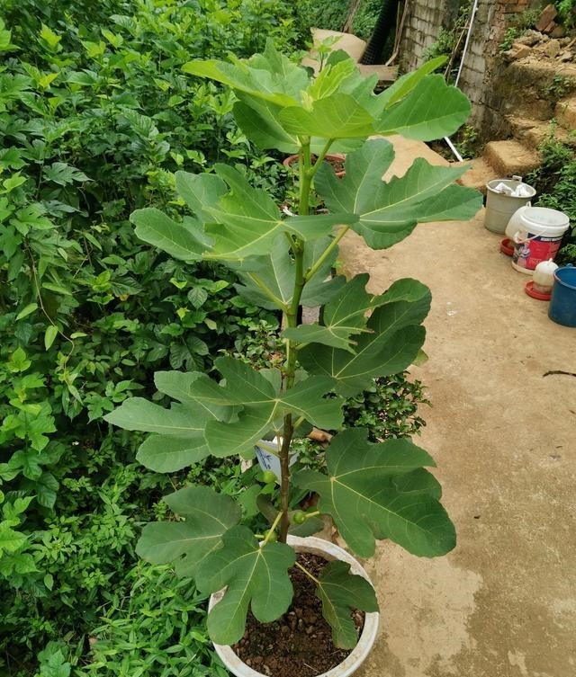 无花果品种,意大利蜜(绿)介绍