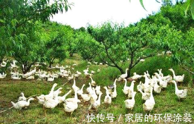 增广贤文$农村俗话:与人不和劝人养鹅,真相却让人无语