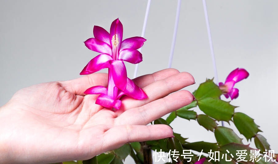 蟹爪兰|啤酒浇蟹爪兰,用2种方法,叶片浓绿、根系发达