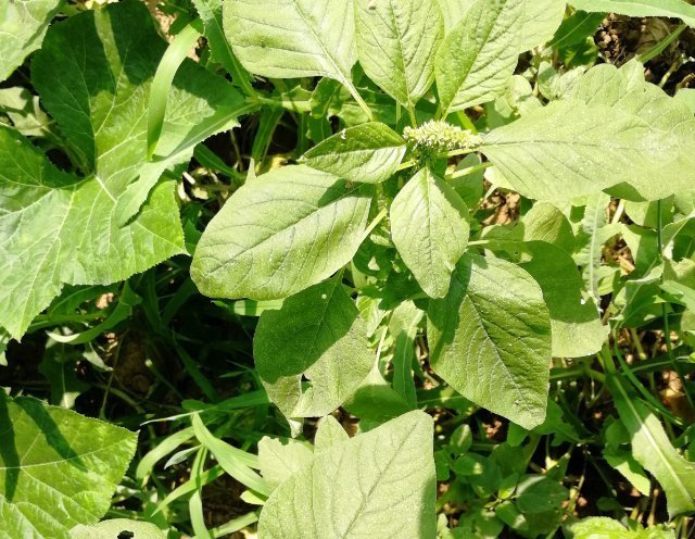 人称“长寿菜”，过去常用来喂猪，但含钙比菠菜高，看见别扔