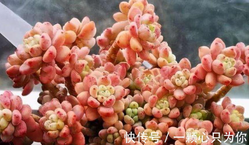 想要多肉劳尔香味浓郁长满盆,3件事做好了,冬天变成香过冬