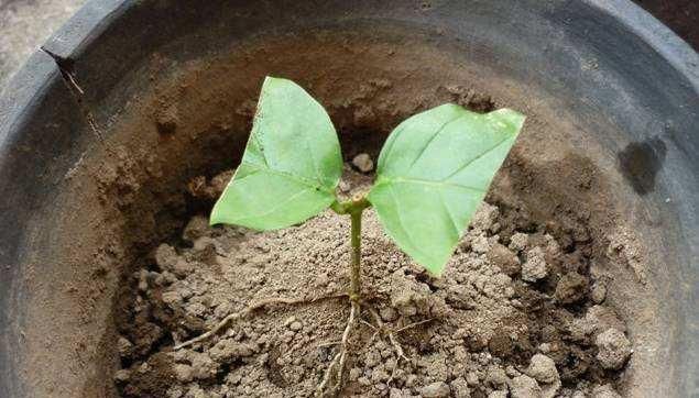 绿萝茉莉……夏天这么养,跟打激素一样疯长不停