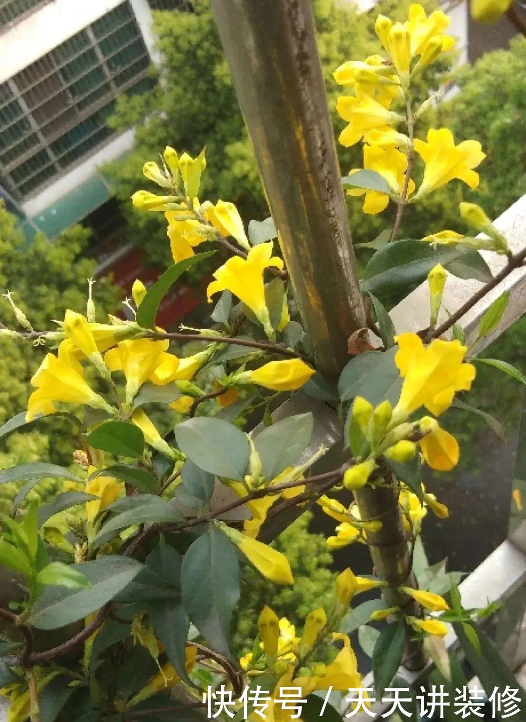 5种花比茉莉还香,越冷越爆盆,满屋子香味,现在买过年开花