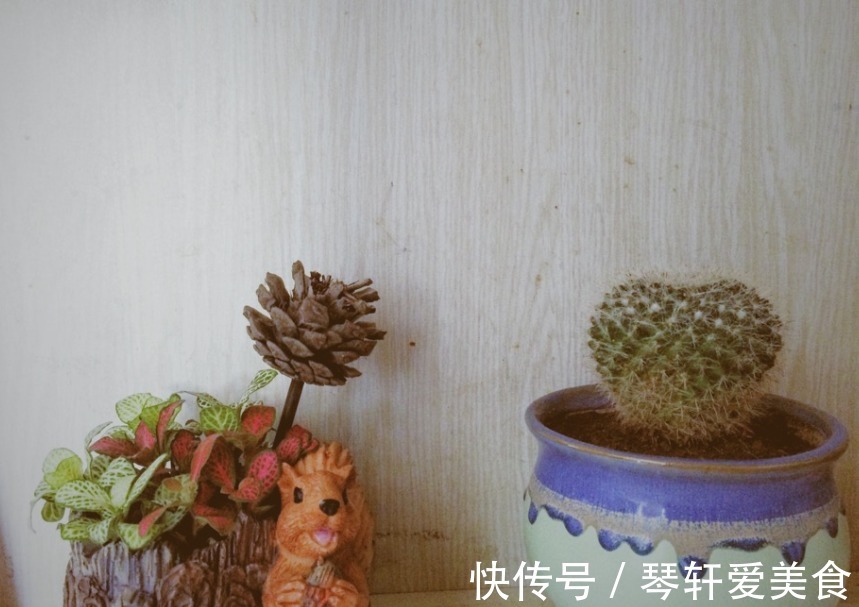 养花|松树三宝：松果壳、松针、松树皮，拿来养花，各有妙用