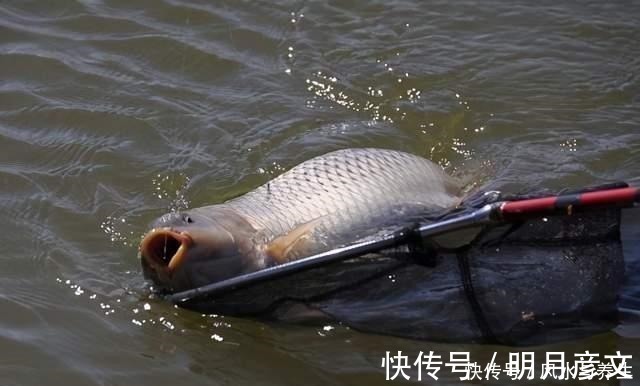 水位|钓到大鱼第一步,你得先找到符合这两点特征的水域