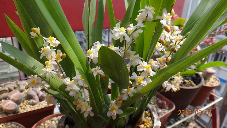 ”传统菊花“二乔,花开红黄双色,优雅大气,堪称养花必备