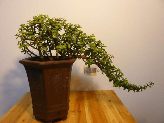 叶片饱满有光泽,金枝玉叶养得好,别踩了几个“雷区”