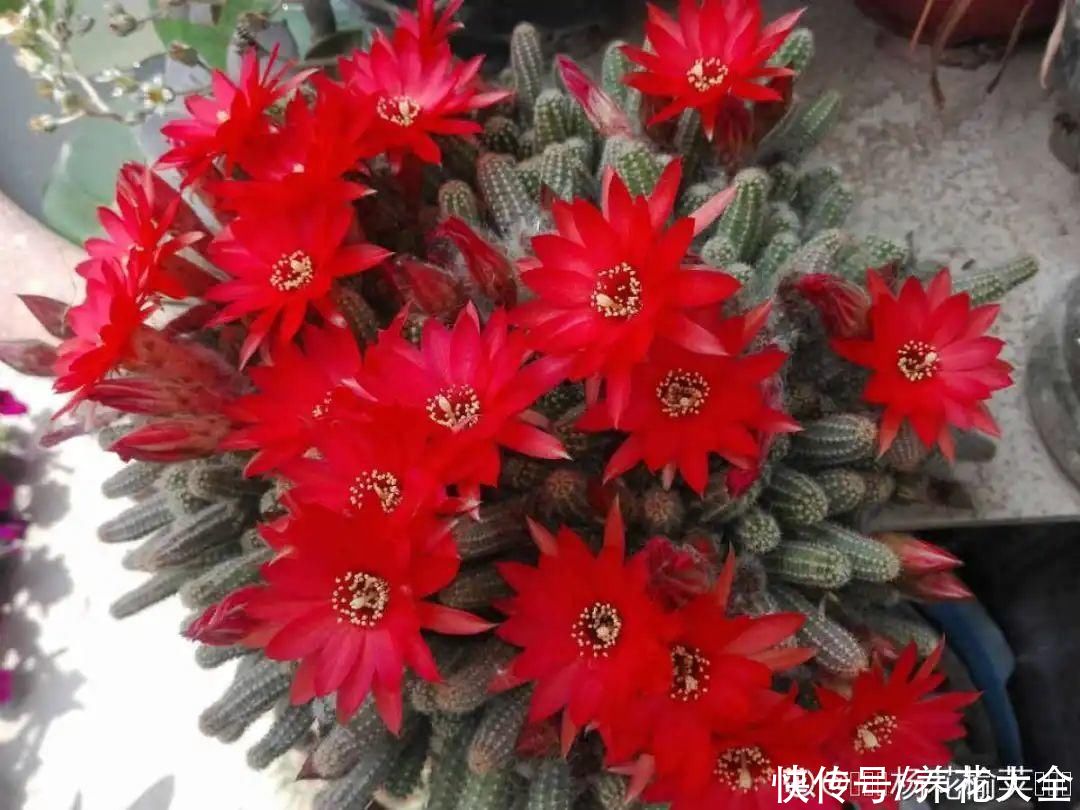金银花|养到烦人的花，盆都不够用，扔掉还很心疼