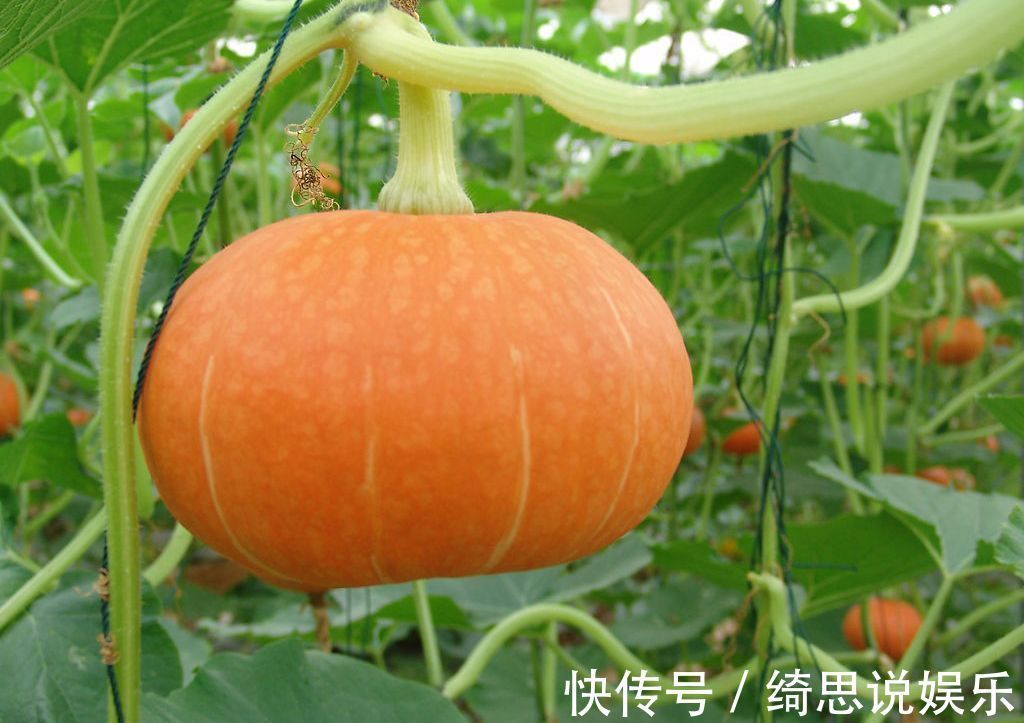 南瓜|南瓜与它绝配，胜过冬虫夏草，30岁后还不吃，你就太亏了