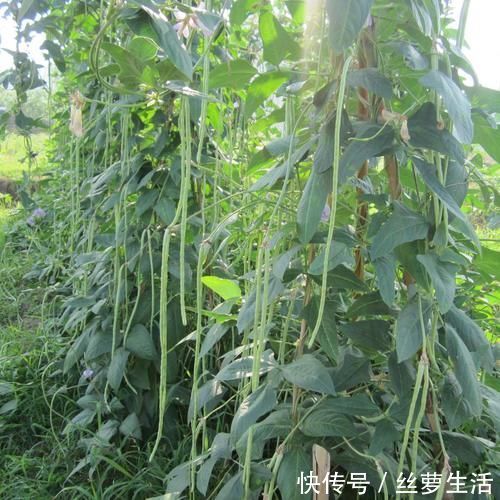 身体健康|四类菜吃的时候一定要焯水，很多人没有做到，危害身体健康