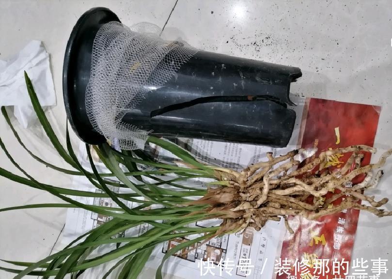 体检|6种情况,要给兰花翻盆,第1是“例行体检”,后2种建议忍耐一下