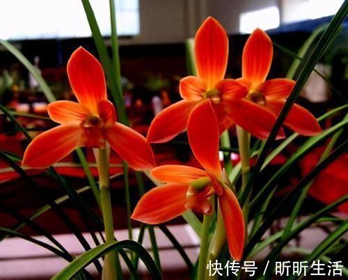 花色|传统名花:红河红,花香浓郁、花色繁杂,值得偏爱,你喜欢吗?