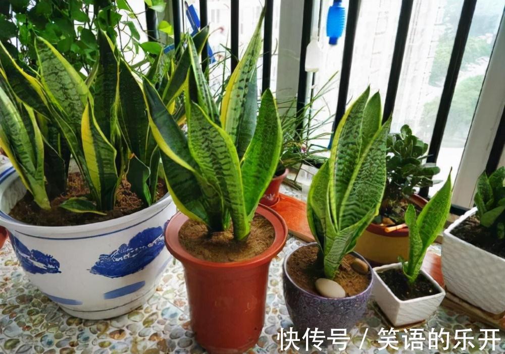 积水|适合“干养”的11种花,天冷更加要控水,不然难过冬